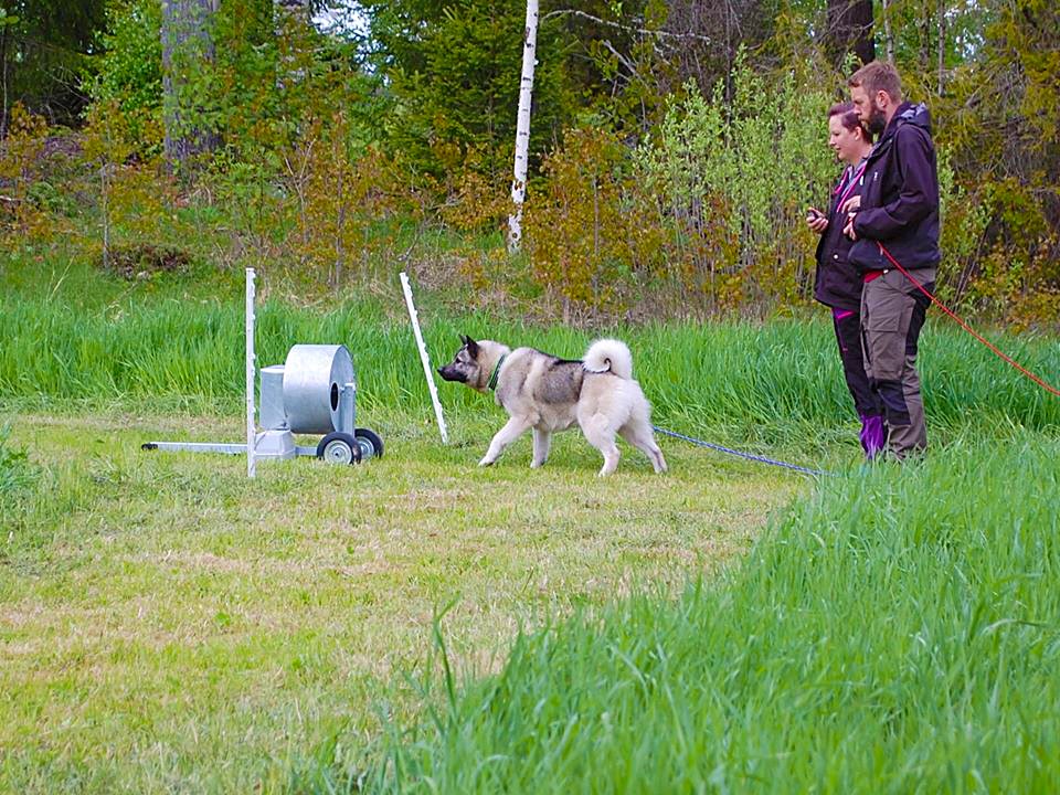 Svenska Kennelklubben ser fram emot mässmöten: ett uppdämt behov att prata jakt och hundar” - Swedish Game Fair