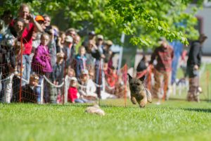Välfyllt hundprogram väntar under Swedish Game Fair: ”Något för alla hundägare”